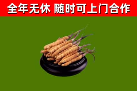 万江街回收散虫草