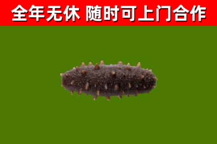 万江街回收海参干